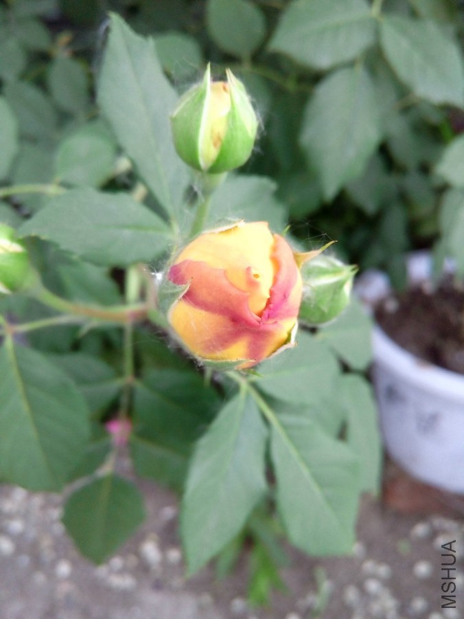 IMG_20160529_185430.jpg