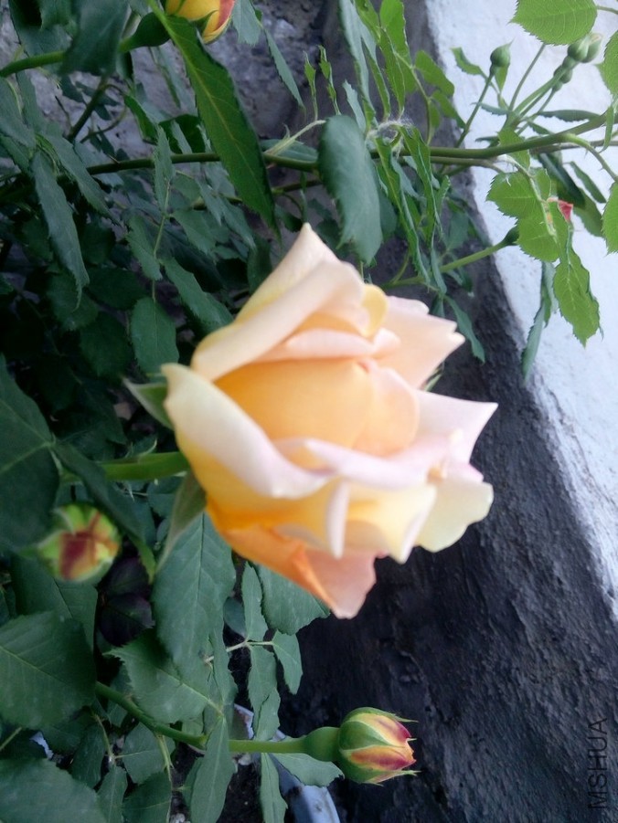 IMG_20160529_185458.jpg