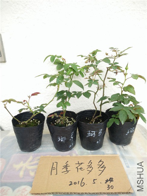IMG20160530160859.jpg