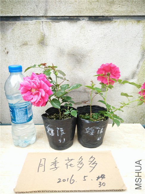 IMG20160530162035.jpg