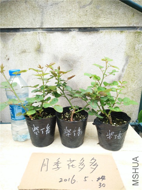 IMG20160530162227.jpg