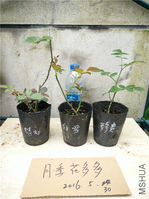 IMG20160530163031.jpg