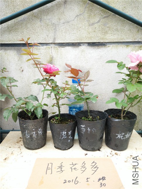 IMG20160530163240.jpg