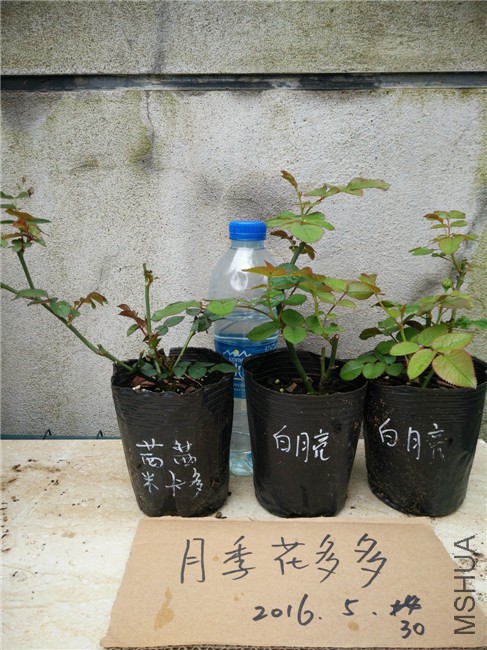 IMG20160530163405.jpg