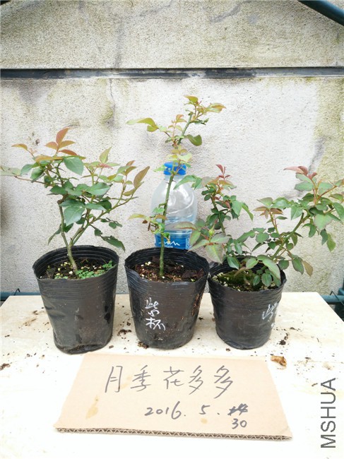 IMG20160530163720.jpg