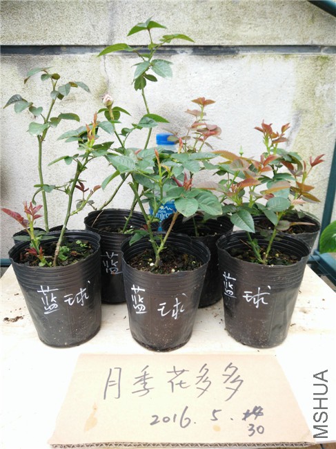 IMG20160530163923.jpg