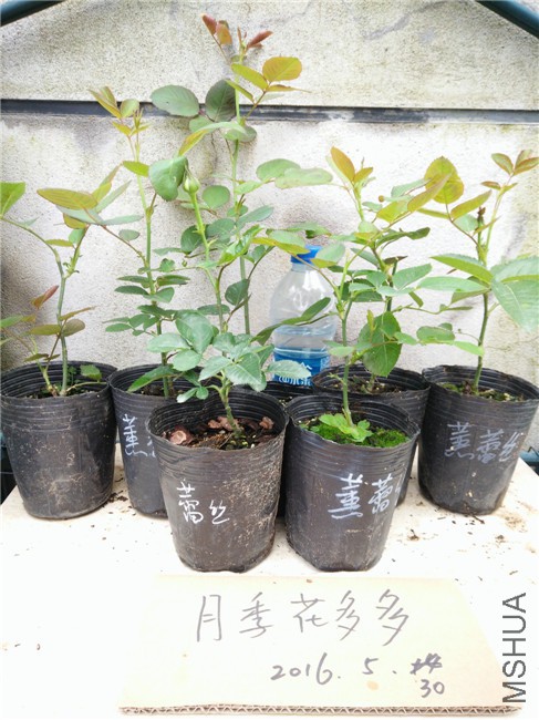 IMG20160530164252.jpg