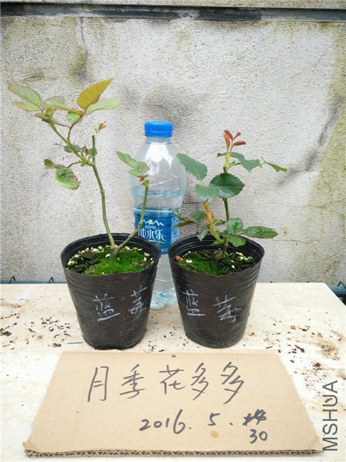 IMG20160530164743.jpg
