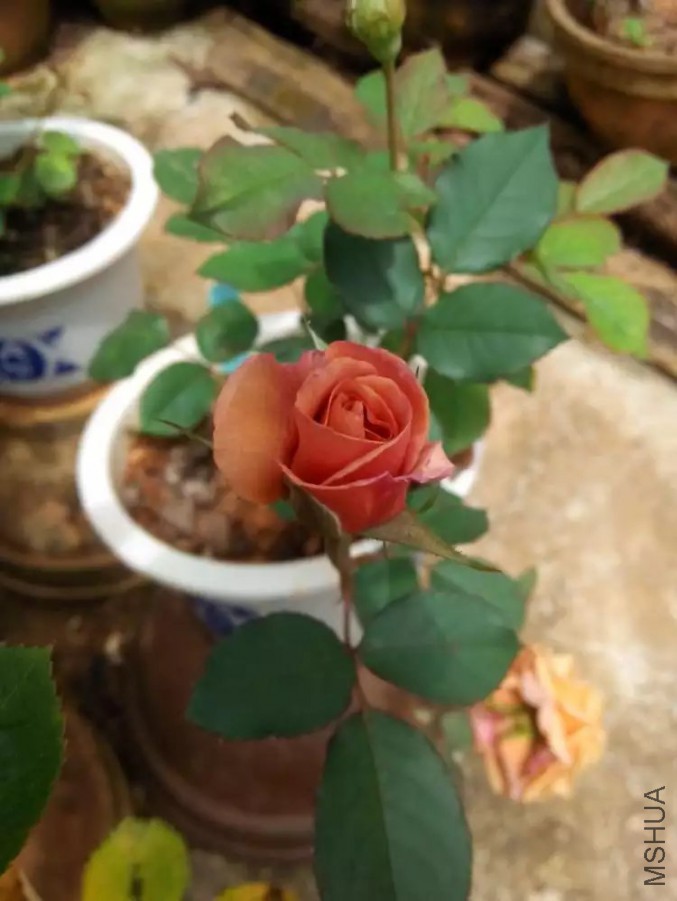 2345_image_file_copy_6.jpg