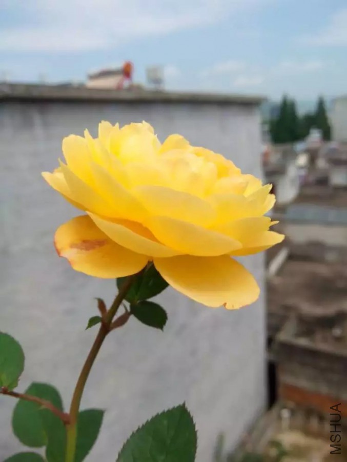 2345_image_file_copy_4.jpg