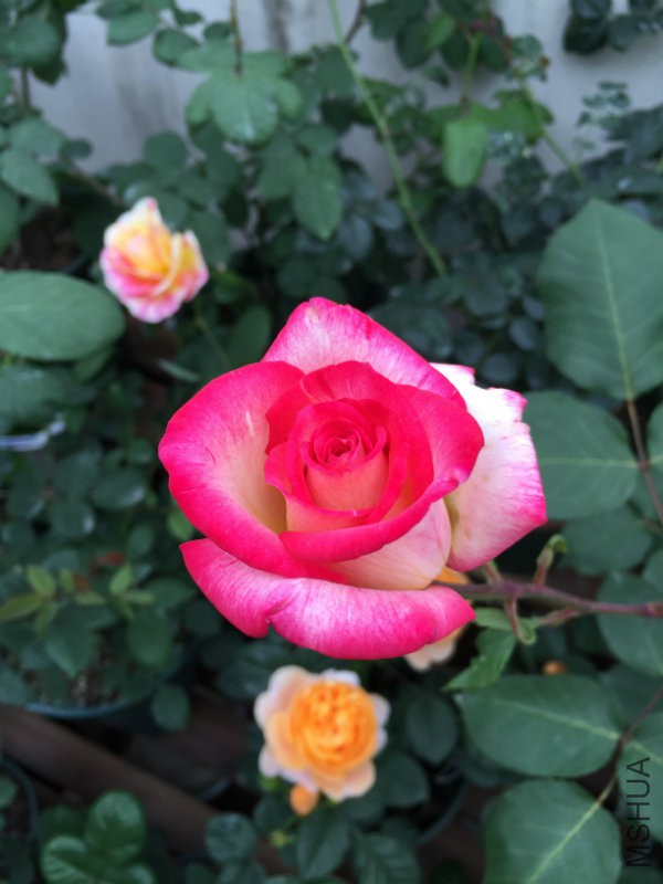 �����ҵĺ�˫ϲ������ȥ�����һ������