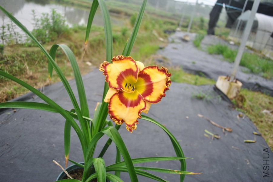 F1��963��ɫ���� (3).jpg