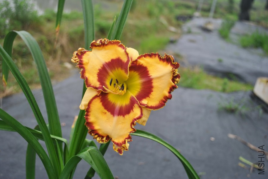 F1��963��ɫ���� (4).jpg