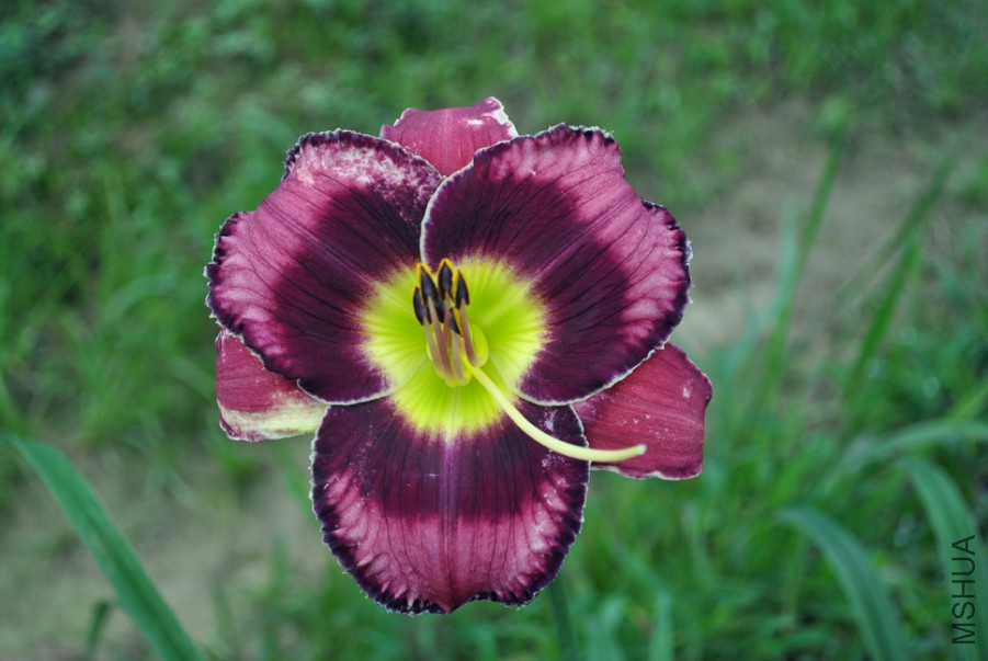 F1��931ħ���ʵ� (4).jpg