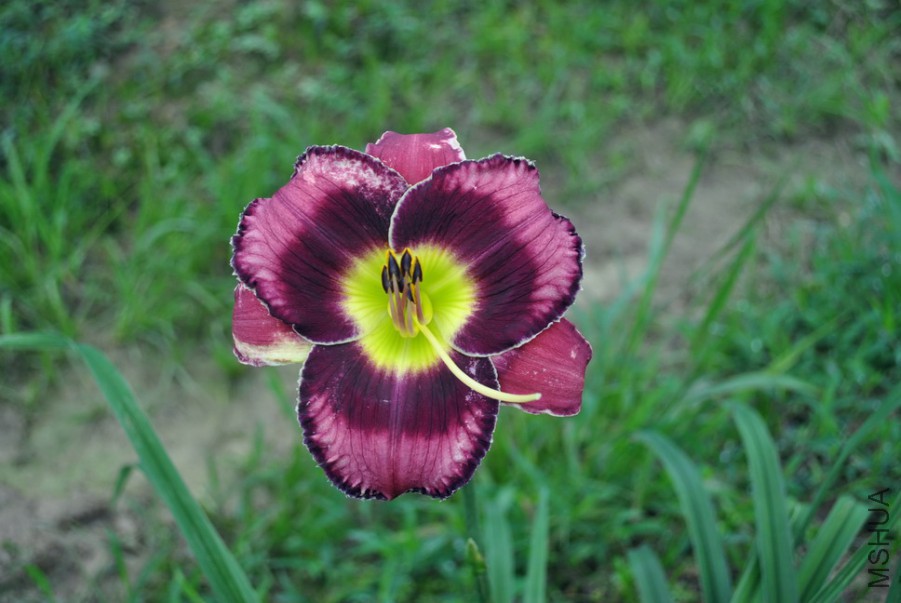 F1��931ħ���ʵ� (3).jpg