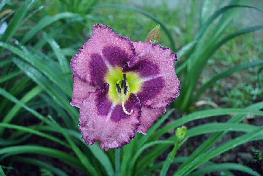 F1��943��ݮ���� (3).jpg