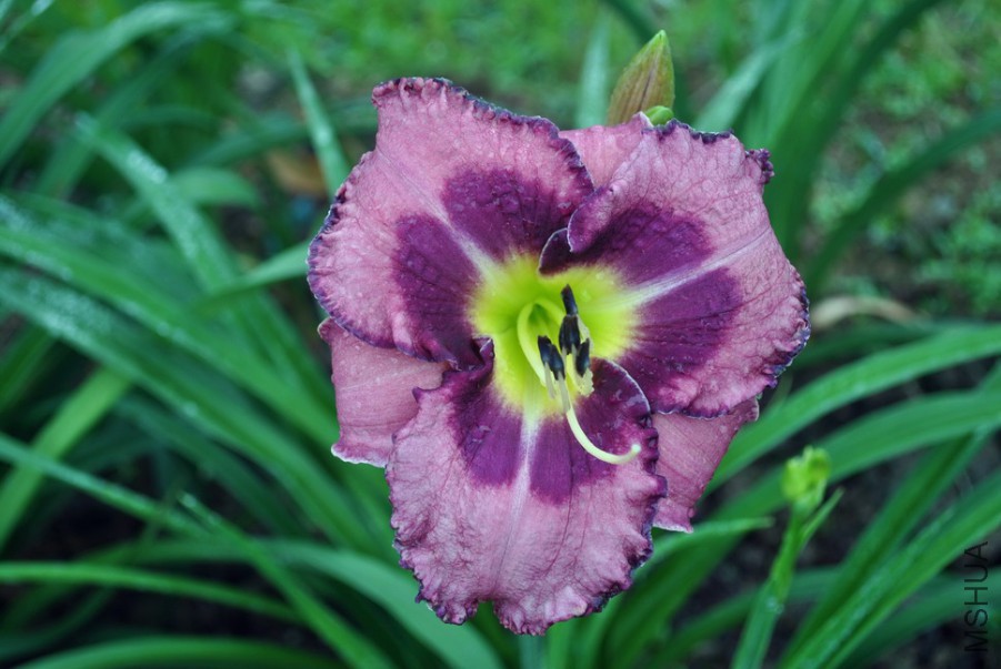 F1��943��ݮ���� (4).jpg