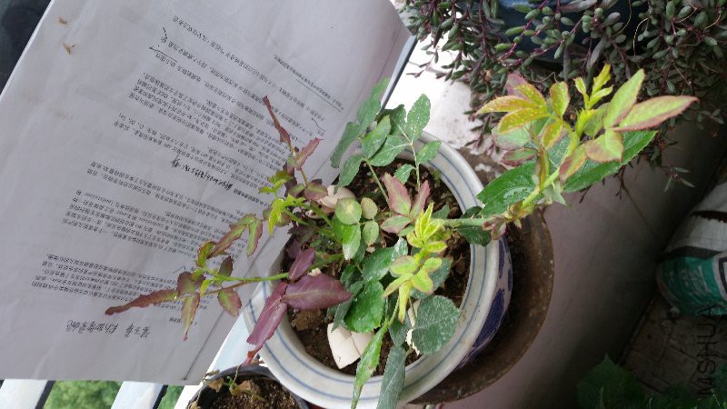 20160601_111403.jpg