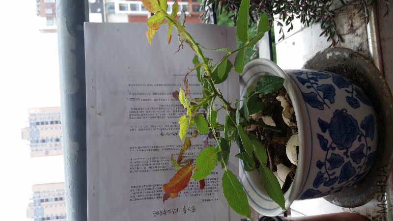 20160601_111357.jpg