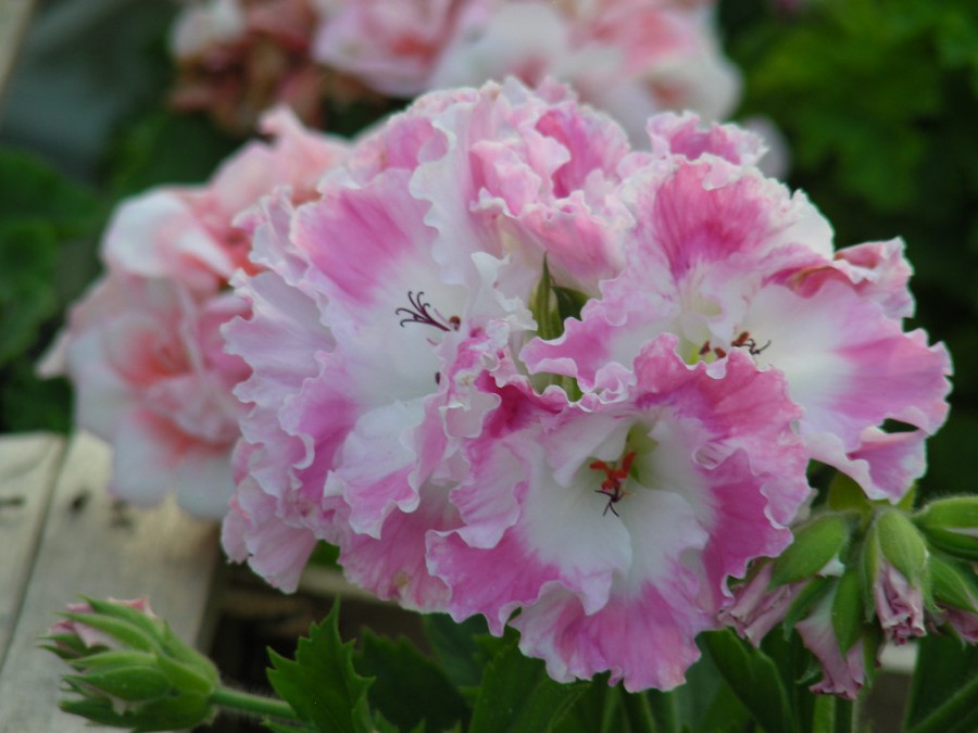 DSCN7024.JPG