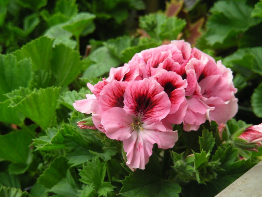 DSCN9624.JPG
