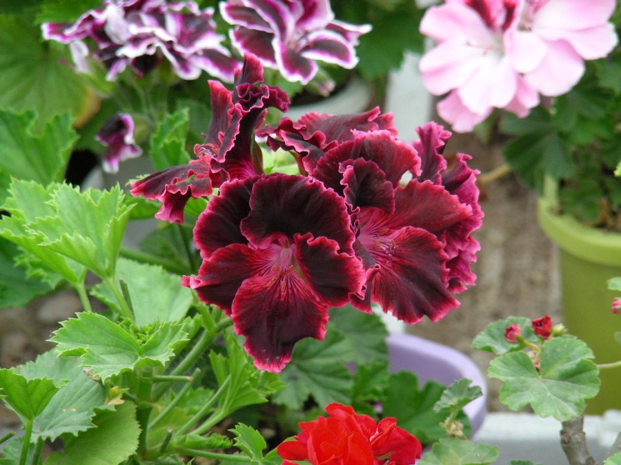 DSCN6989.JPG