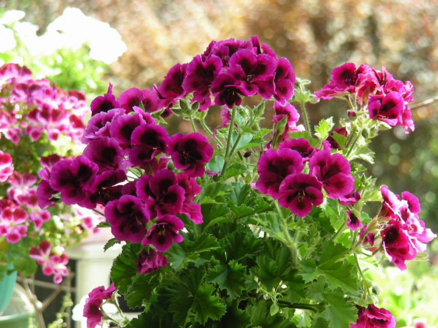 DSCN7055.JPG
