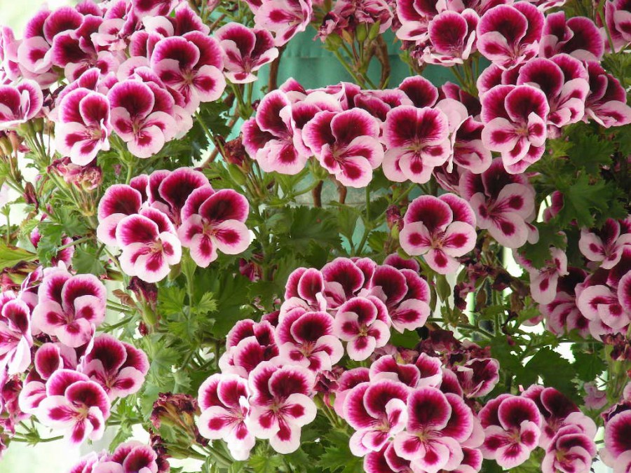 DSCN6878.JPG
