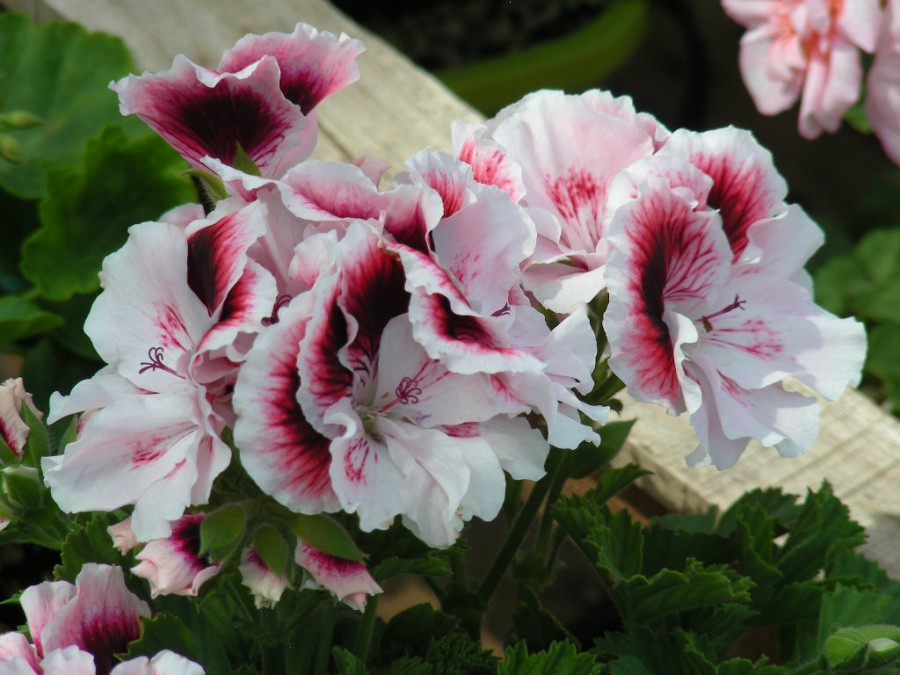 DSCN6949.JPG