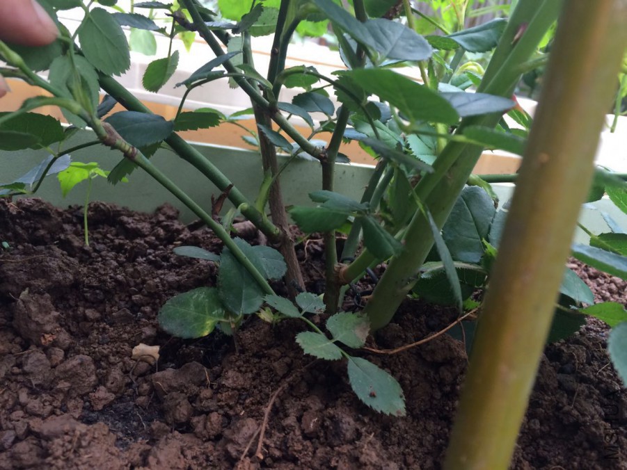 ��ׯ԰����ͼ