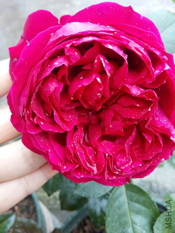 IMG_����.jpg