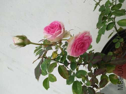 IMG20160602082615.jpg