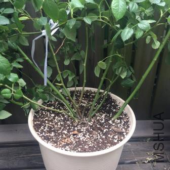 ����̶������