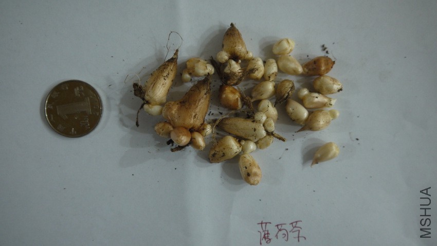 1-P1080267.JPG