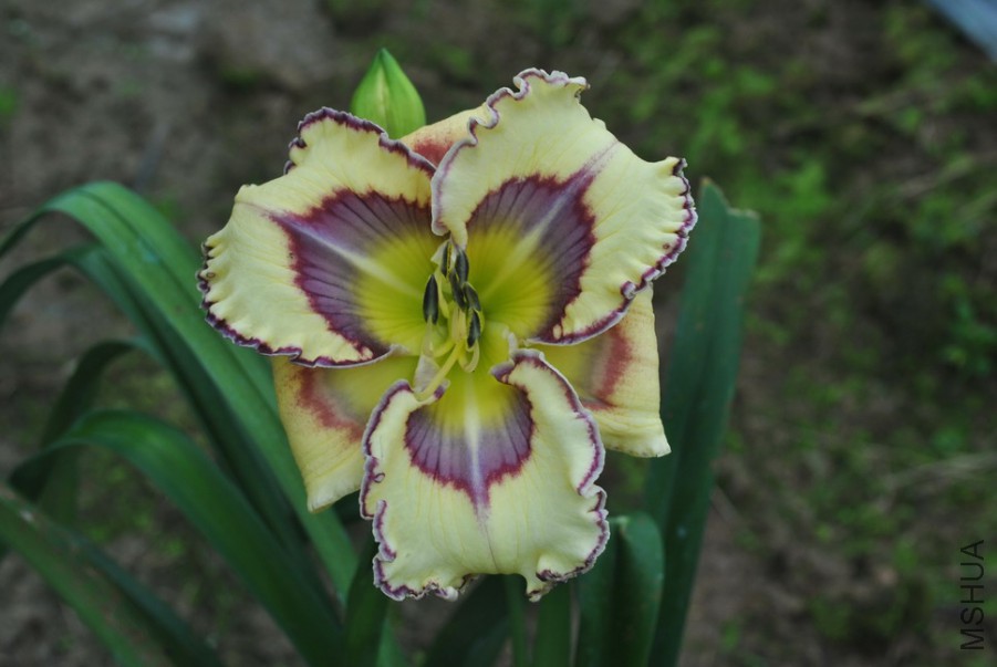 F1��964������1 (4).jpg