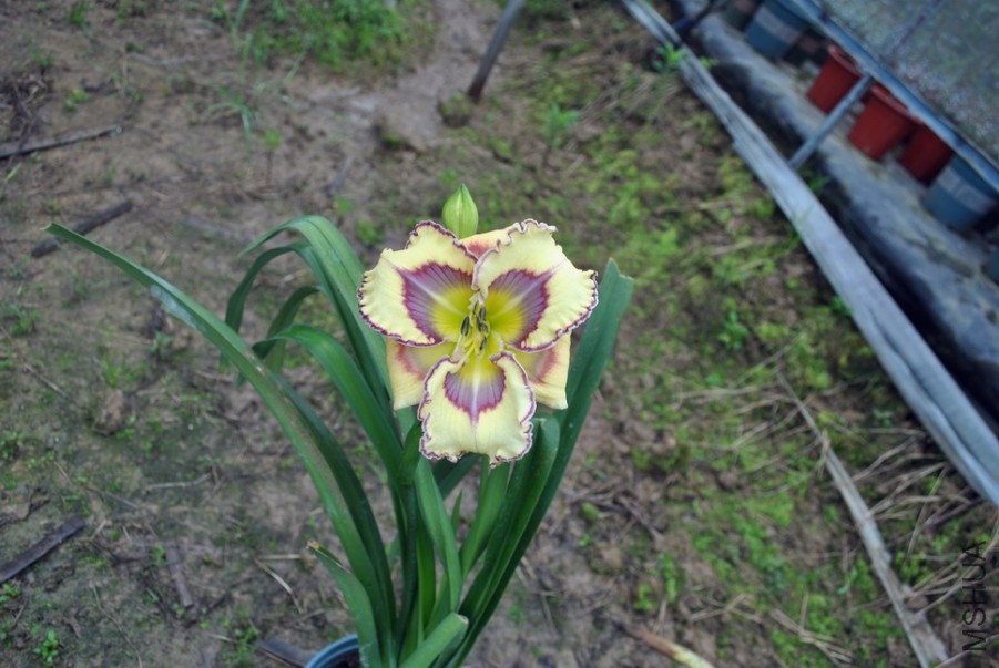 F1��964������1 (7).jpg