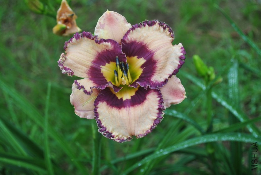 F1��921��Ů�ʵ� (2).jpg