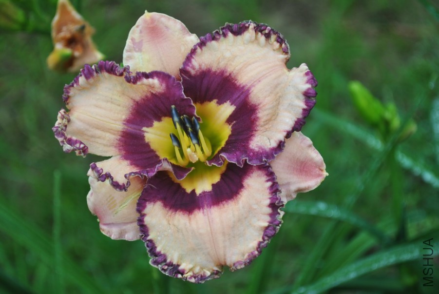 F1��921��Ů�ʵ� (5).jpg