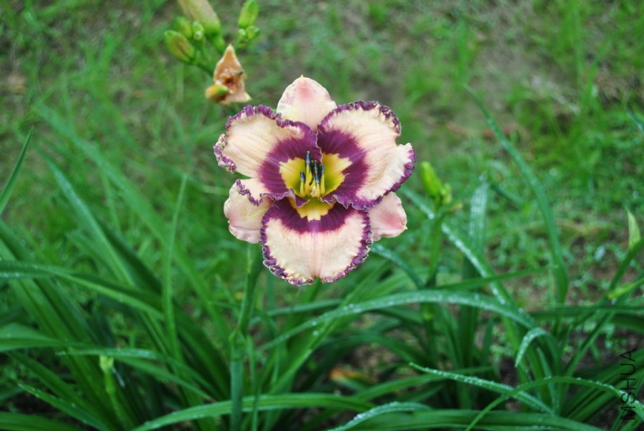 F1��921��Ů�ʵ� (1).jpg