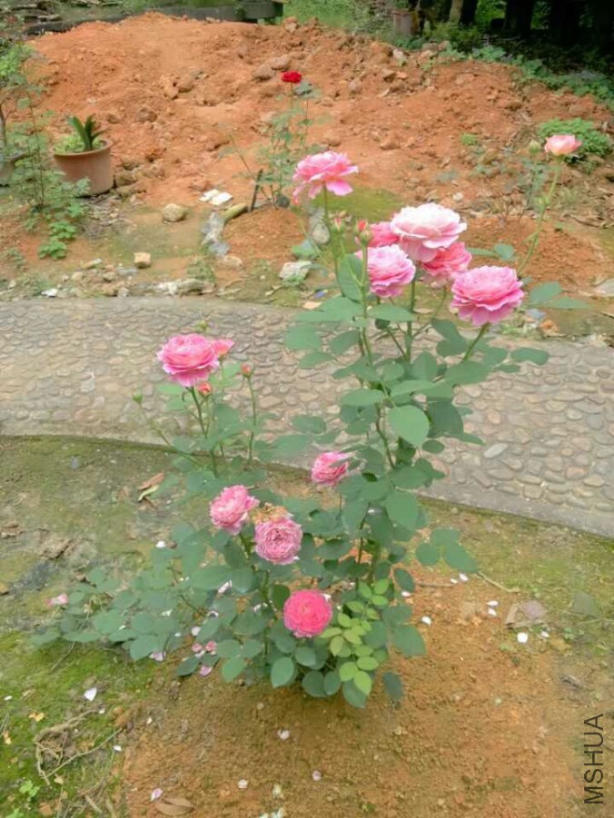 image.jpg