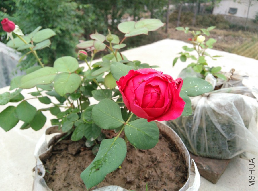 �½��ļ��� (3)IMG_20160603_061539.jpg