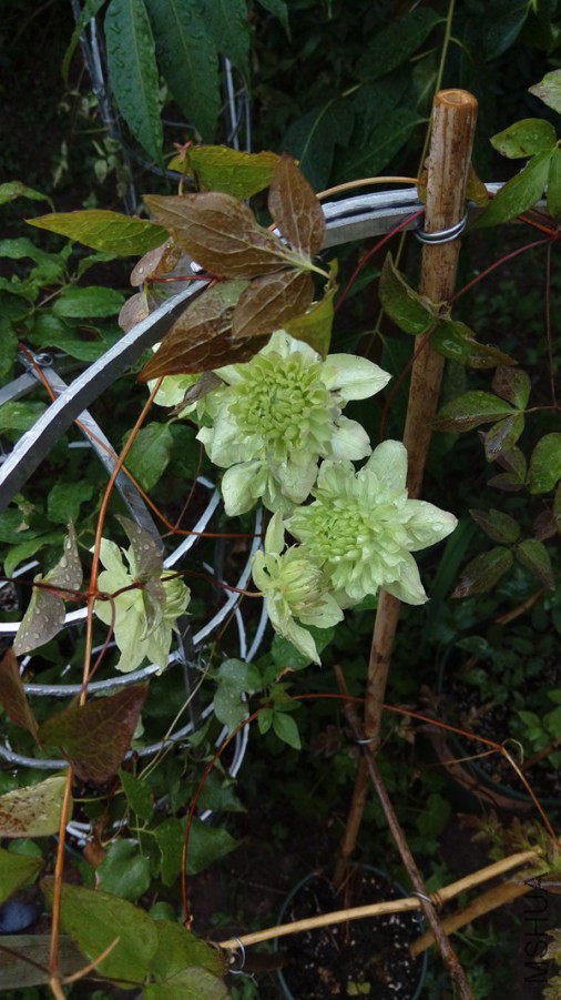 IMAG0549.jpg