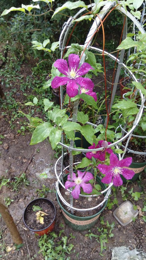 IMAG0546.jpg
