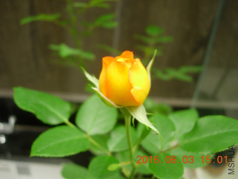 DSCN6235_resize.JPG
