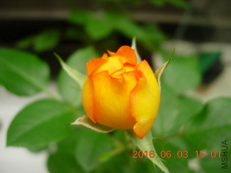 DSCN6238_resize.JPG