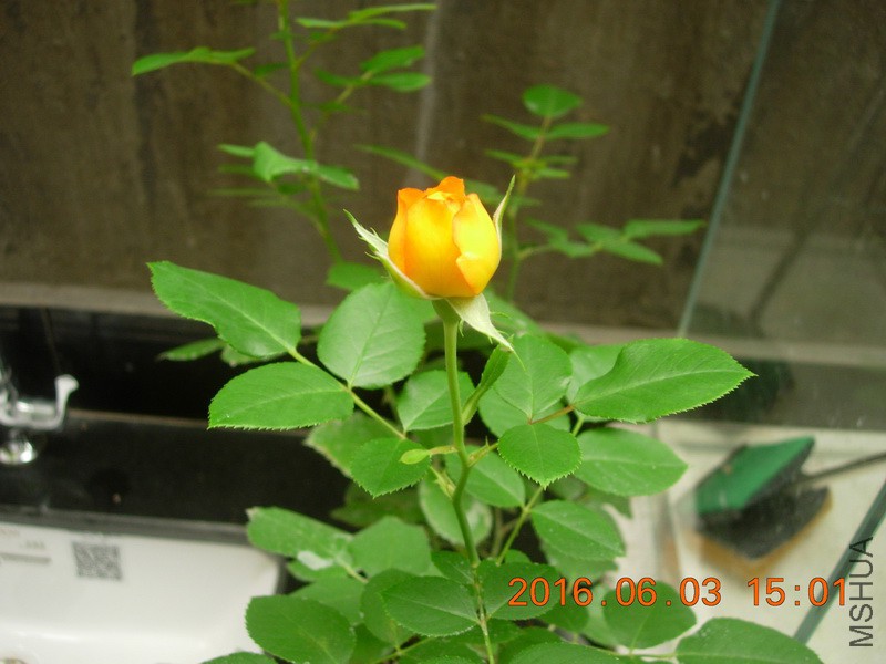DSCN6236_resize.JPG
