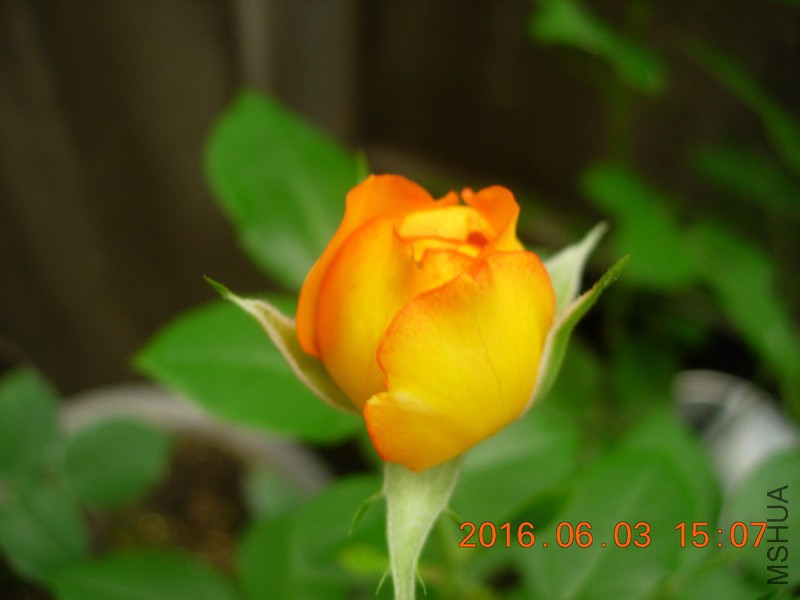 DSCN6240_resize.JPG