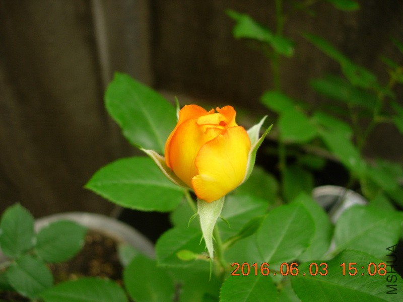 DSCN6242_resize.JPG