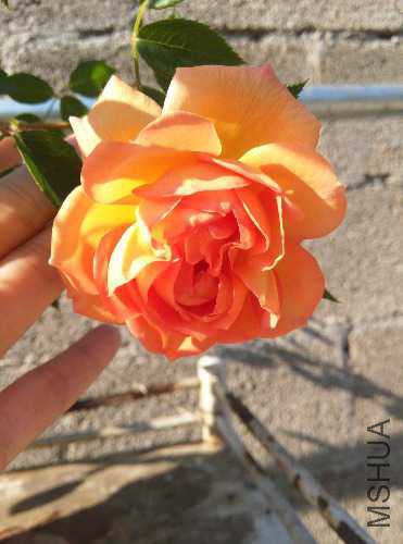 IMG_20160602_070005.jpg
