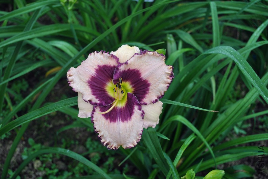 F1��1033ˮ��֮�� (1).jpg